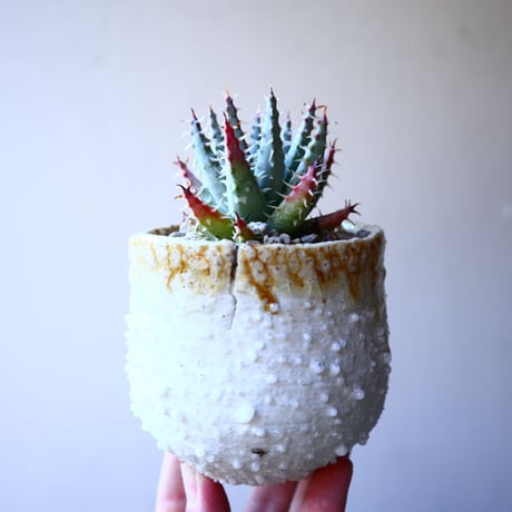 アロエ  エリナケア    Aloe melanacantha v. erinacea   no.11914