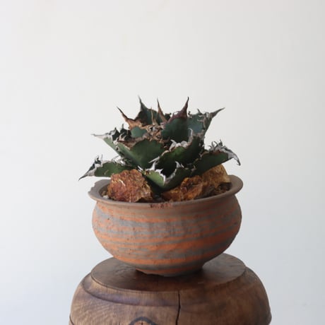 U.S. solareclipse (Agave titanota solareclipse) / Style of Chika × NOH　no.1227-56