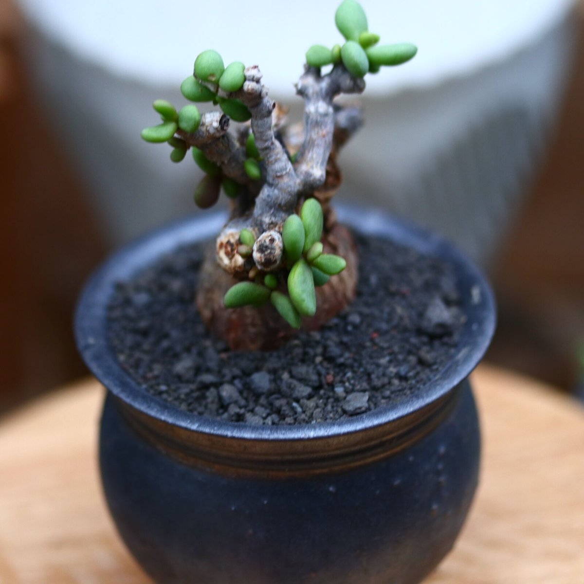 ケラリア ピグマエア／Ceraria pygmaea no.102407 | 芽の巣山