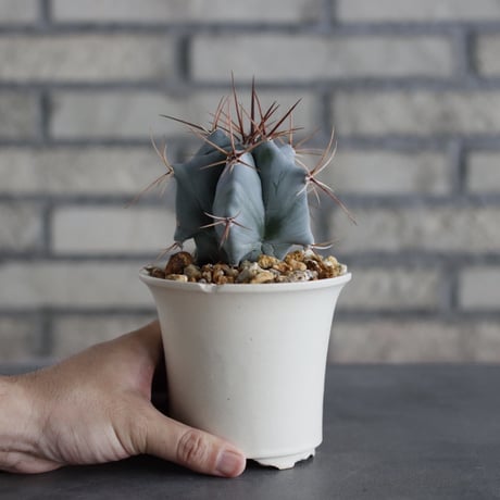 Echinocactus ingens (巌) × N/OH (3.5号)  no.614/3