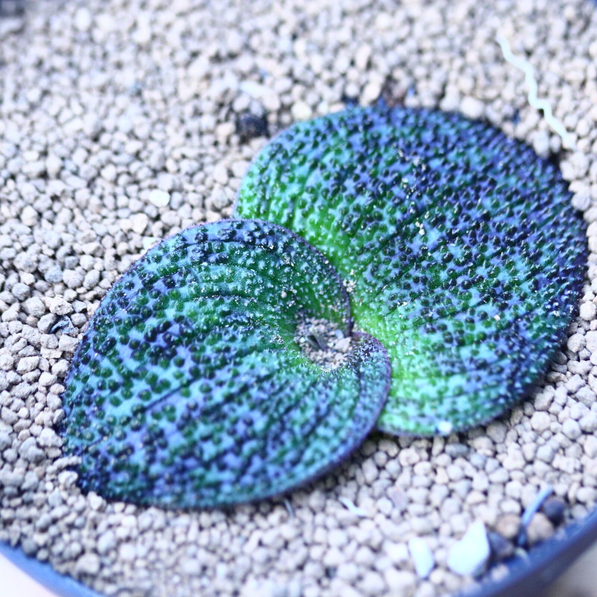 ロンギペス錦　マッソニア　球根251113 ロンギペス錦 マッソニア 球根251113 isla del pescado - Massonia