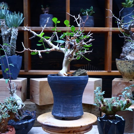 コミフォラ  ワイティ／Commiphora wightii   no.70437