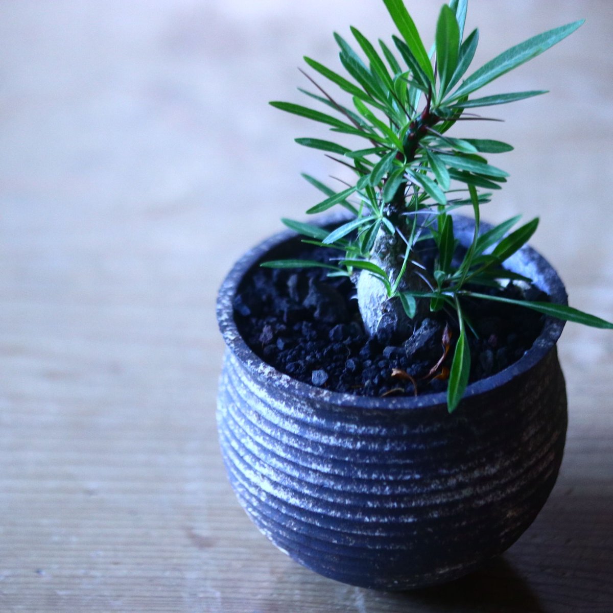 フォークイエリア プルプシー 実生 Fouquieria purpusii no.7 フォークイエリア プルプシー 実生 Fouquieria purpusii no.7