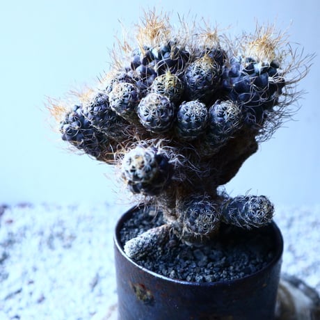 ツルビニカルプス 長城丸　 Turbinicarupus pseudomacrochele   no.121513