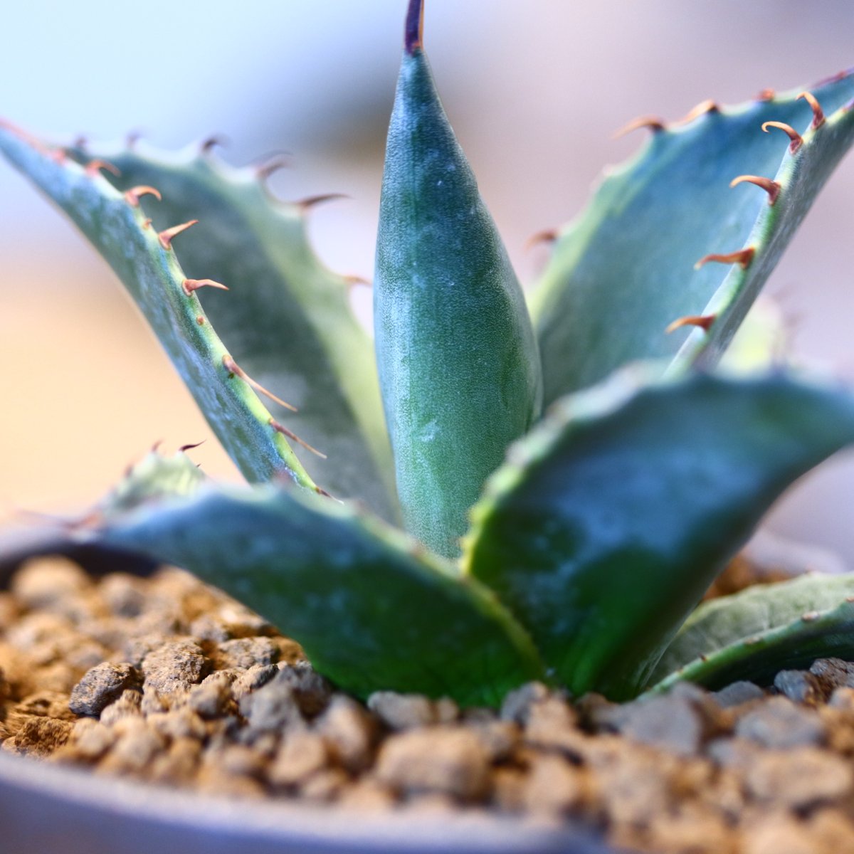 Agave parrasana〝Fire ball” × N/OH no.10780 |