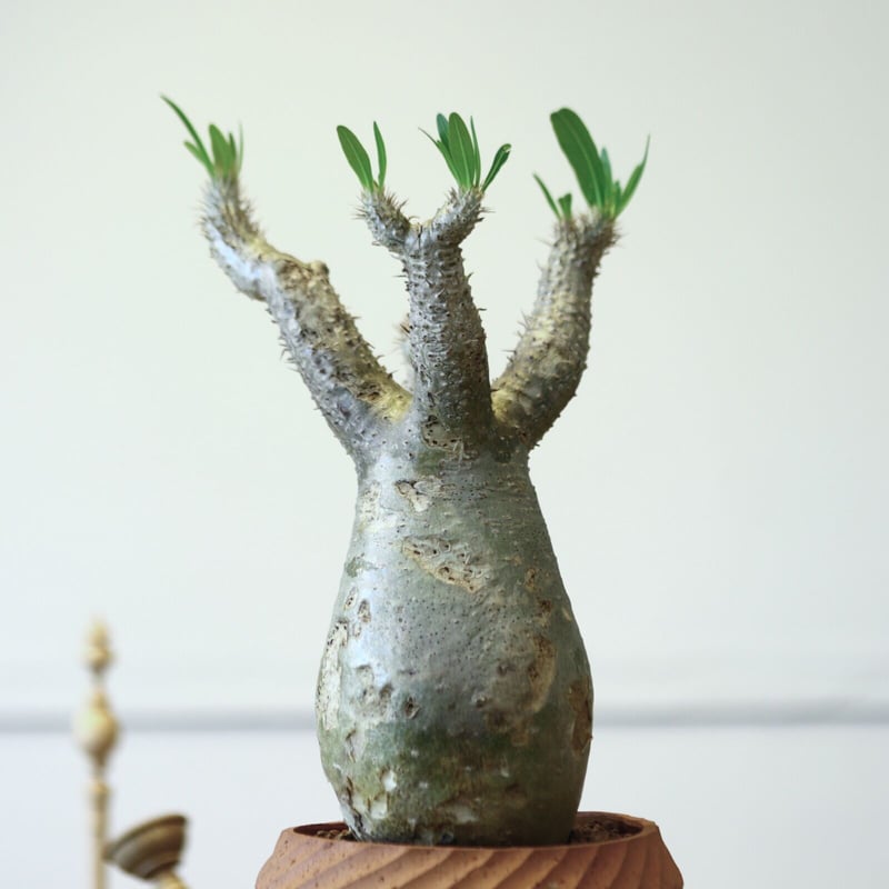 パキポディウム イノピナツム / Pachypodium Inopinatum no.52