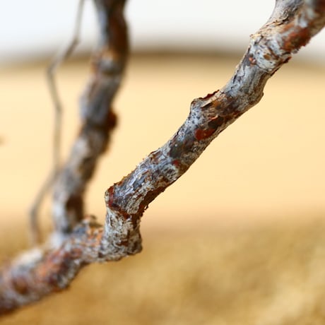 コミフォラ モンストローサ / Commiphora monstrosa   no.41622