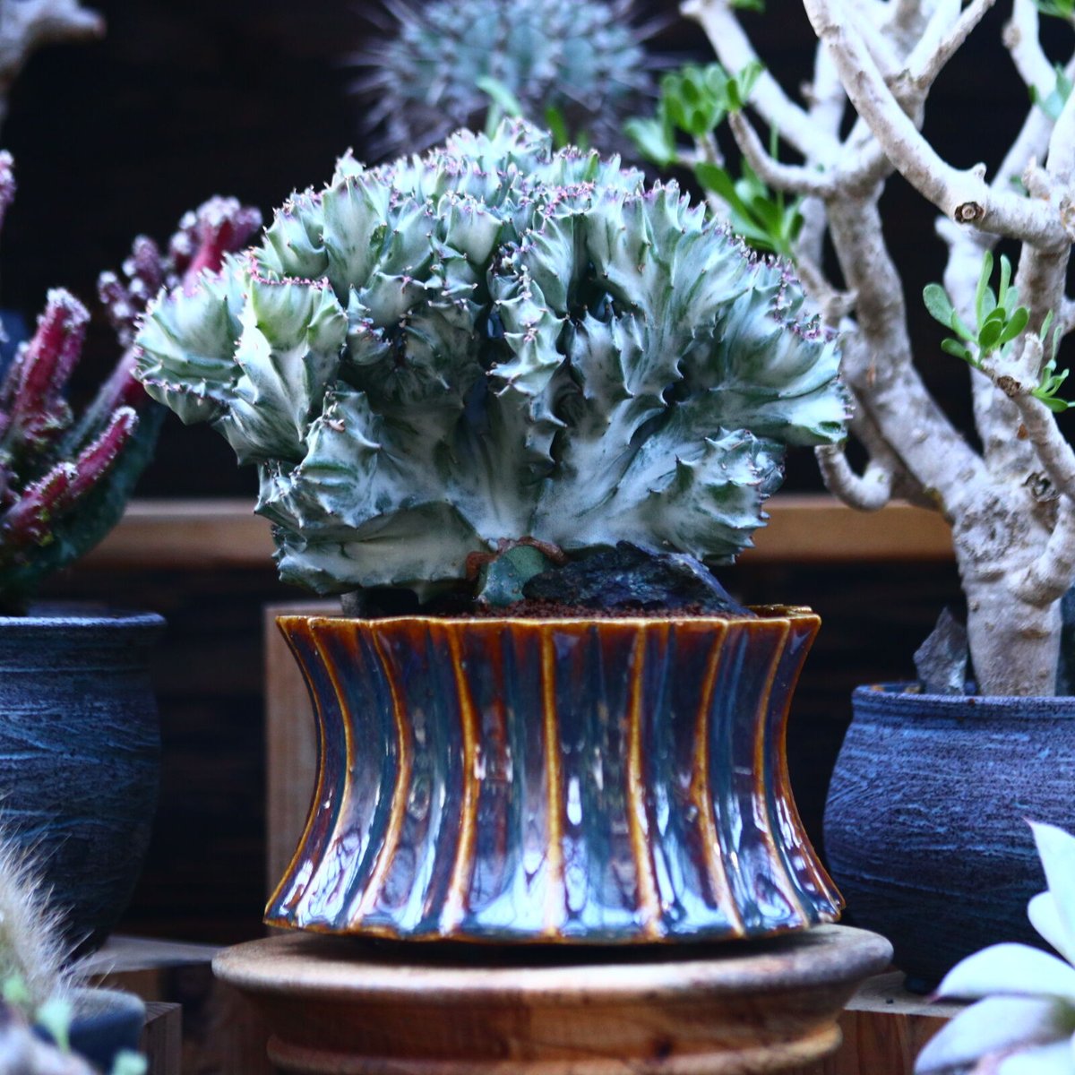 ユーフォルビア ラクテア綴化 no.122601 | 芽の巣山