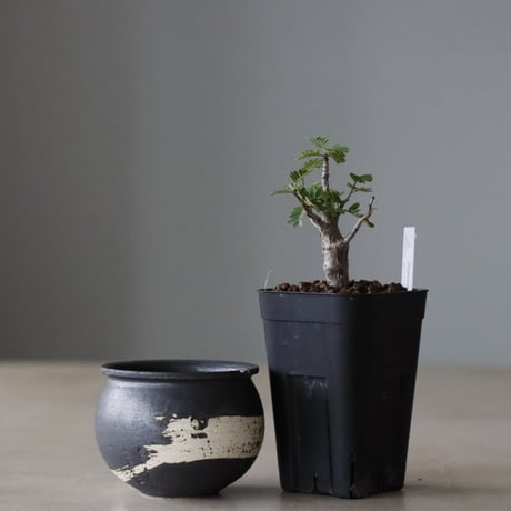 N/OH ノウ　グデア　PRIMITIVE POT S　鉢　リッチブラック CATEGORY N/OH | PORTOLANO