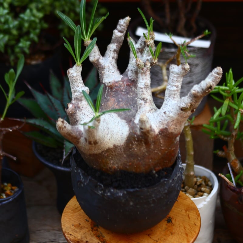 パキポディウム　イノビナツム2頭レア パキポディウム イノビナツム2頭レア パキポディウム イノビナツム2頭