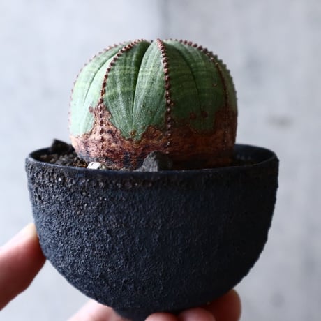 ユーフォルビア  オベサ  Euphorbia obesa  no.013