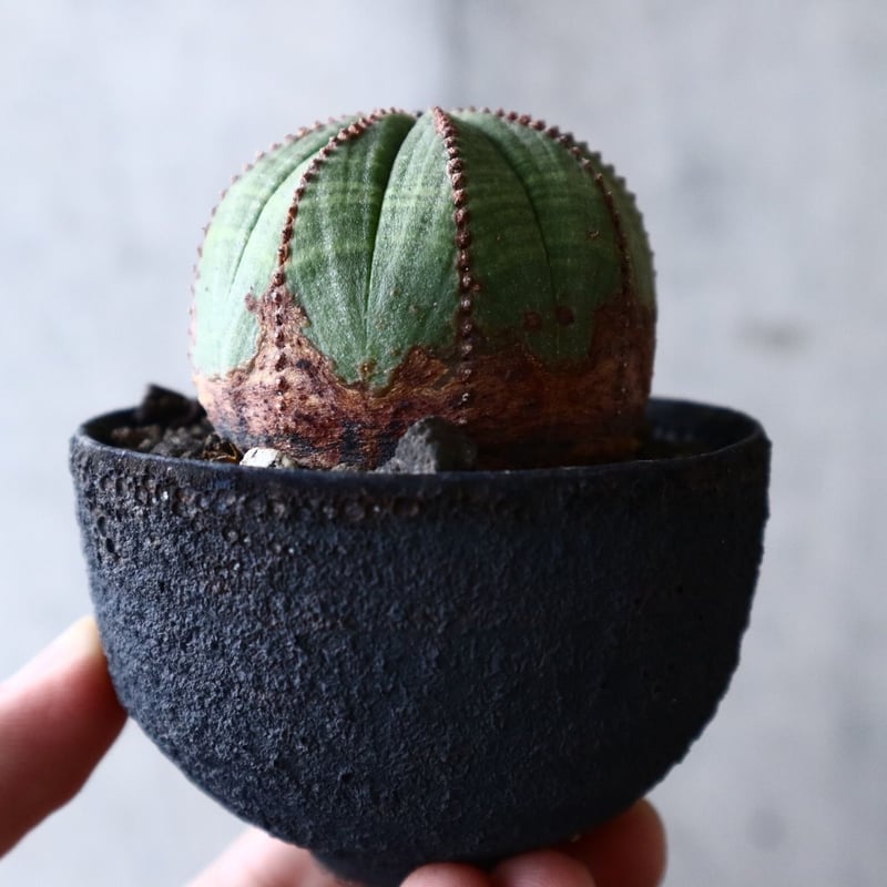 ユーフォルビア　オベサ　イタリア産　3点セットEuphorbia obesa オールド】ユーフォルビア・オベサ Euphorbia obesa - HANS 多肉
