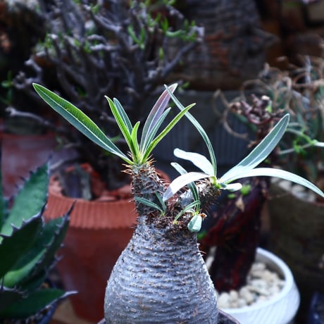 パキポディウム  グラキリス   Pachypodium  gracilius       no.42523