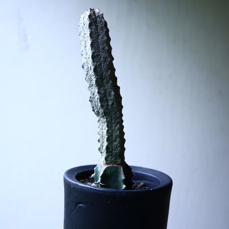 ユーフォルビア アブデルクリ   Euphorbia abdelkuri   no.102737