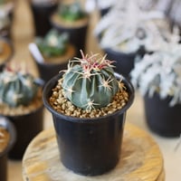 N/OH【澪標-芽の巣山別注】山ノ月ブラック+ moon / SS no.1204/14