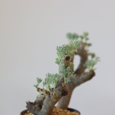 Monsonia multifida  no.921-12