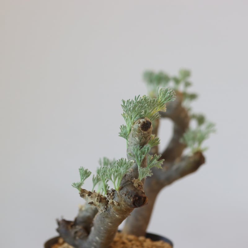 美株/鉢ごと】モンソニア ムルチフィダ (4株セットの右から2番目③)