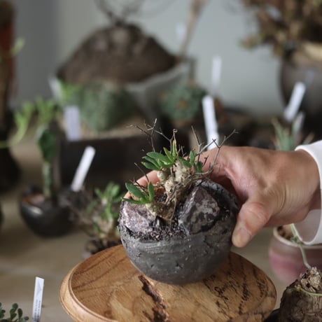 Tylecodon reticulate (万物想) × takero pot   no.1201-18