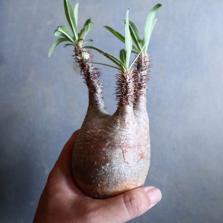パキポディウム グラキリス   Pachypodium rosulatum var. gracilius no.110338