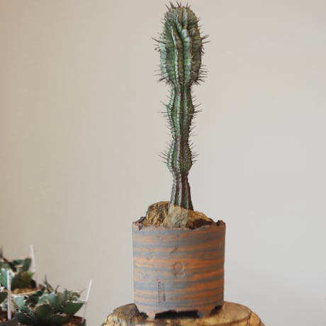 Euphorbia  horrida × N/OH    no.90144