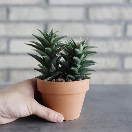 Haworthia 銀沙城錦 × YAMABACHI (3号)  no.614/8