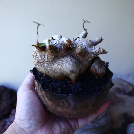 ユーフォルビア  ラノヒラ  Euphorbia   sp.ranohira  no.60219