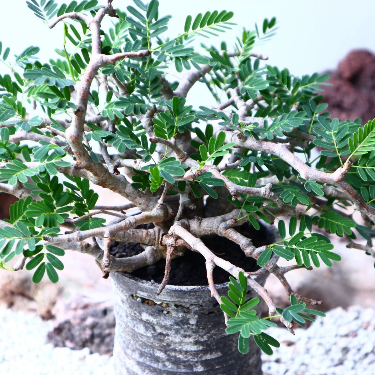 センナ メリディオナリス Senna meridionalis no.90104 | 芽の巣山