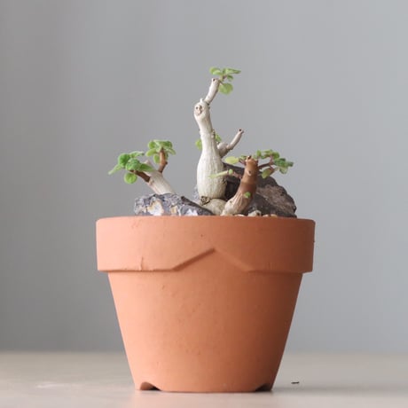Plectranthus ernstii × YAMABACHI (3号鉢)   no.420-54