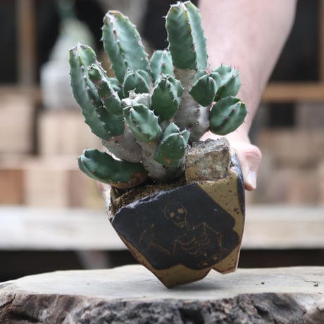 ユーフォルビア レシニフェラ 白角キリン／Euphorbia resinifera    no.1002/21