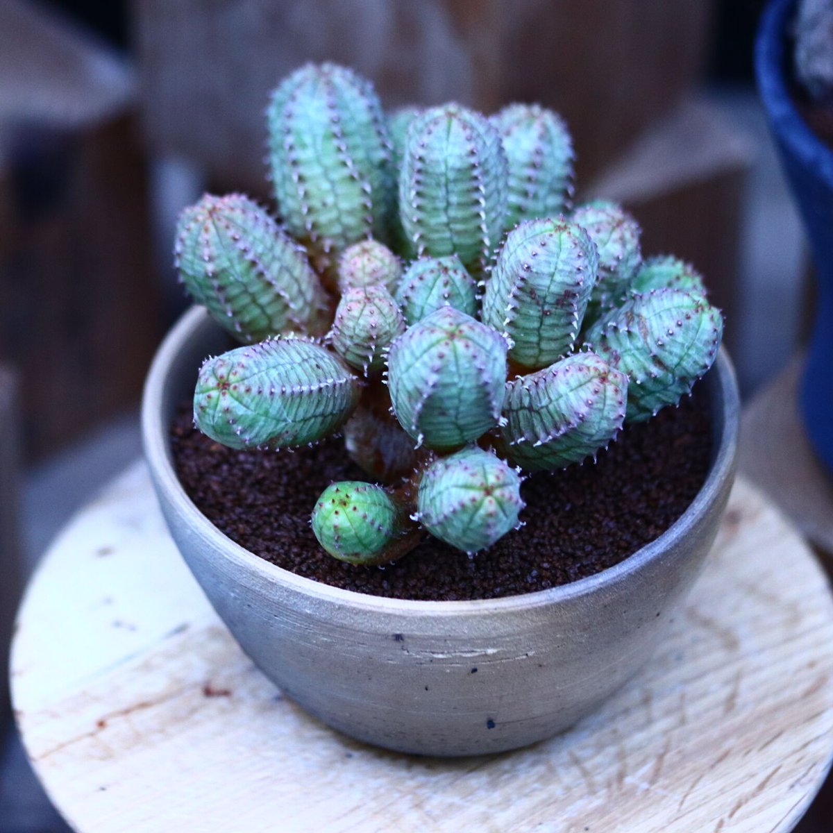 ユーフォルビア オベサ 梵天 no.122657 | 芽の巣山