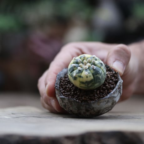 アストロフィツム  兜錦／Astrophytum asterias f. variegata  no.103002