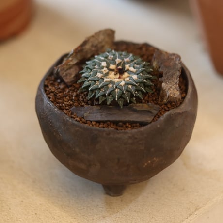 Ariocarpus kotschoubeyanus (姫牡丹) × たけろうポット  no.112-23