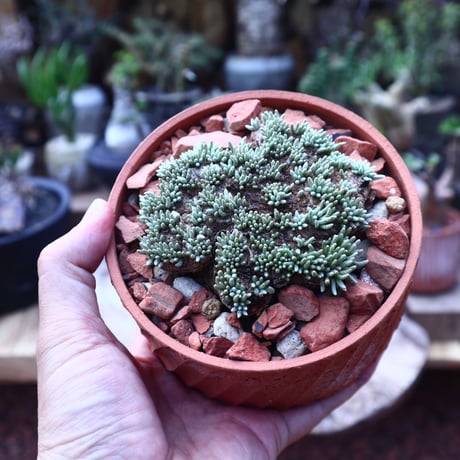 アボニア   クイナリア   アルストニー   Avonia quinaria ssp. alstonii    no.41820