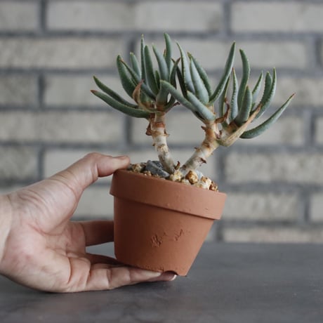 Aloe ramosissima × YAMBACHI (3号)  no.607/28