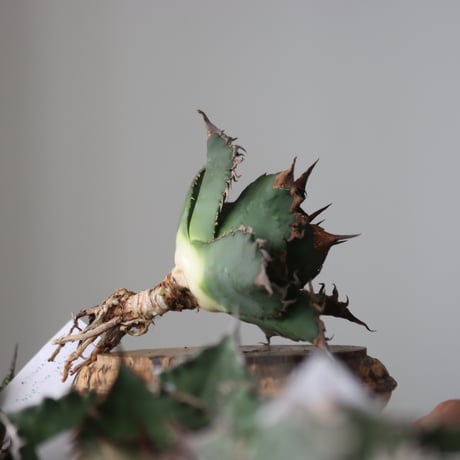 Agave titanota solareclipse / Style of Chika　no.42141