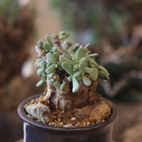 Ceraria pygmaea × Atsushi Funakushi   no.81868