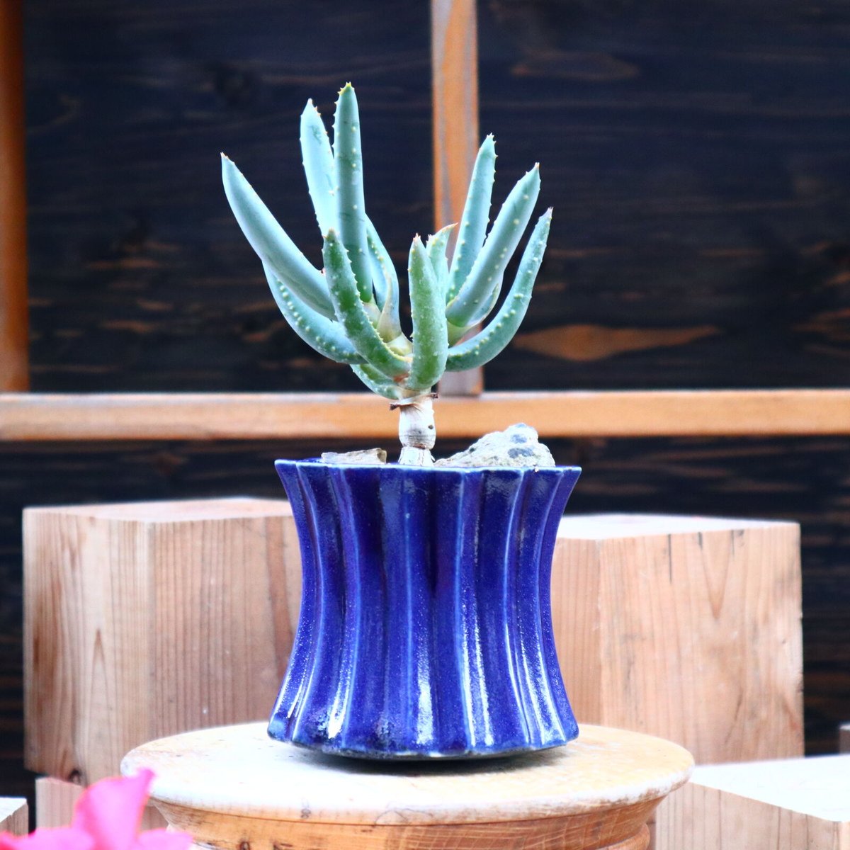 アロエ ラモシシマ／Aloe ramosissima no.60583 | 芽の巣山