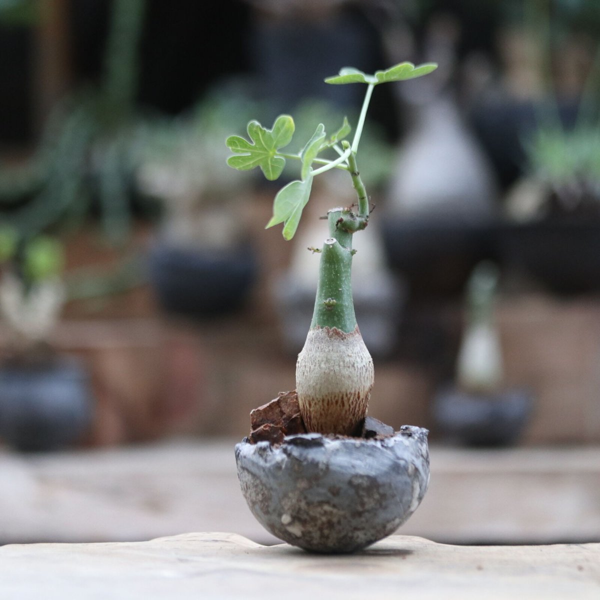 【鉢付/発根済】アデニア・グラウカ　現地球/たけろうポット仕立て 鉢付/発根済】アデニア・グラウカ現地球/たけろうポット仕立て