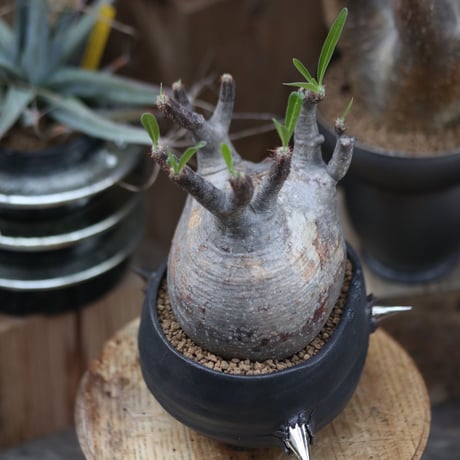 パキポディウム  グラキリス／Pachypodium  gracilius   no.12209
