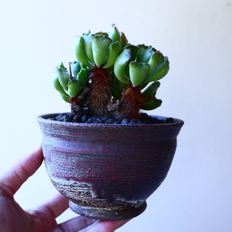 アドロミクス  ポエルニツィアヌス   神想曲  Adromischus poellnitzianus  no.11220