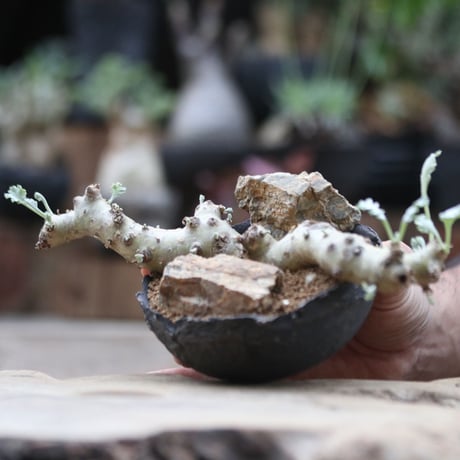 ペラルゴニム クリンガルドテンセ／Pelargonium Klinghardtense  no.103049