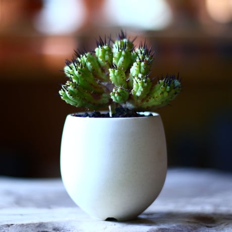 ユーフォルビア  紅彩閣  Euphorbia enopla  no.70513