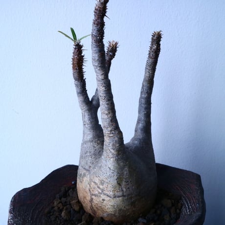 パキポディウム グラキリス Pachypodium rosulatum var. gracilius  No.31032