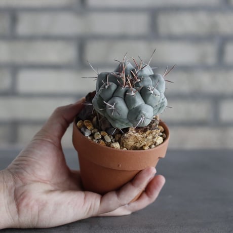 Thelocactus phymatothele (眠獅子) × YAMABACHI (3号)  no.614/6