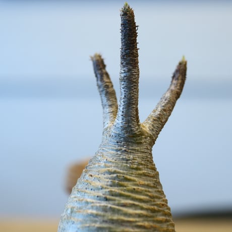 Pachypodium gracilius × Kazuhiro Arima   no.204016
