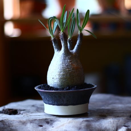 パキポディウム グラキリス   Pachypodium rosulatum var. gracilius no.705-14