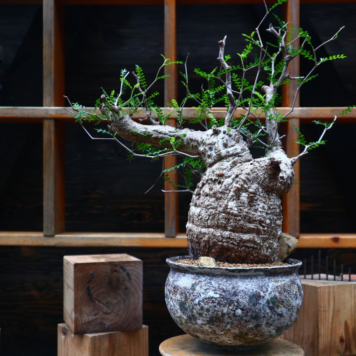 オペルクリカリア パキプス／Operculicarya pachypus no.8