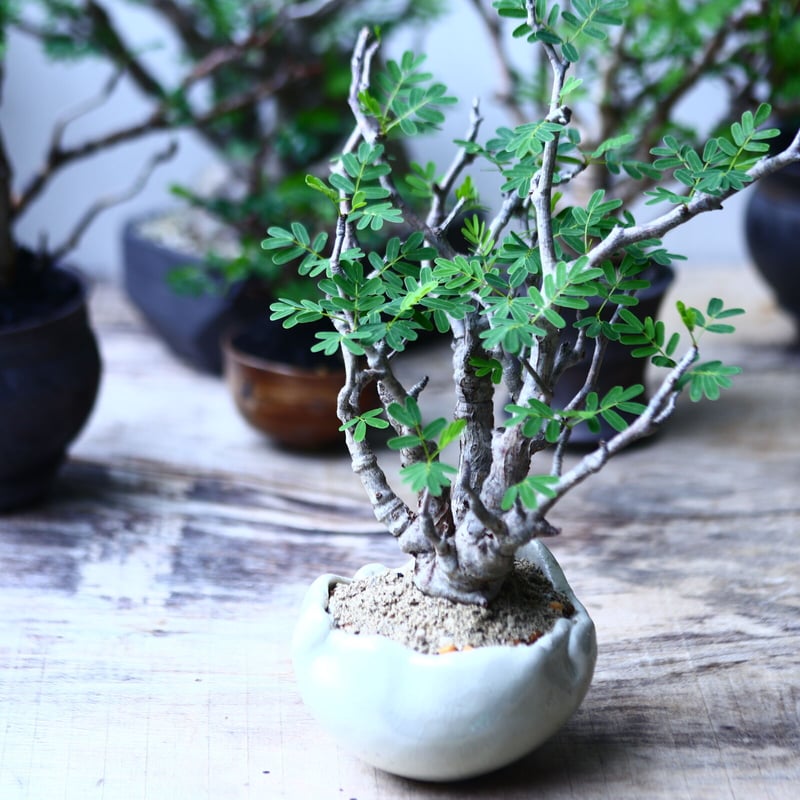 センナ メリディオナリス Senna meridionalis no.92702 | 芽の巣山