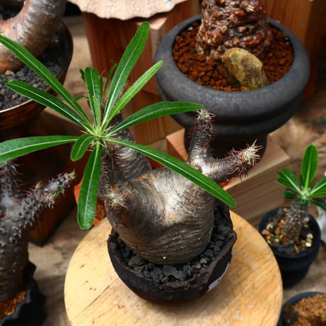 パキポディウム  グラキリス／Pachypodium  gracilius    no.71020