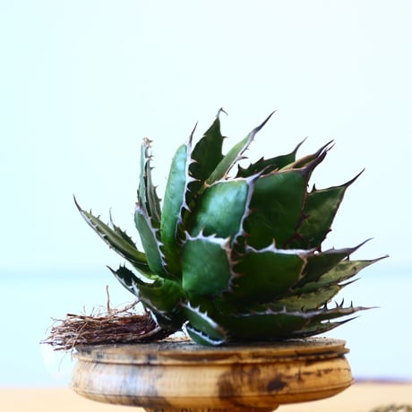 Agave horrida / Style of Chika   no.1015/39